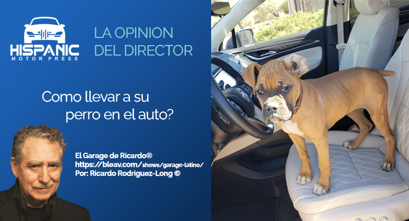 You are currently viewing Como llevar a su perro en el auto?